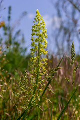 Selective focus of wild grass flower in meadow in spring, Reseda lutea or the yellow mignonette or wild mignonette is a species of fragrant herbaceous plant, Nature floral background