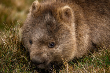 Wombat in the grass