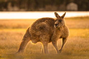 kangaroo in the grass at sunset