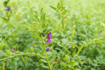 Common vetch in bloom in cultivated agricultural field