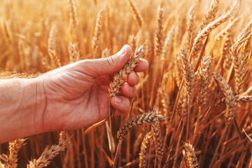 Farmer examining ripe ear of wheat in field before the harvest