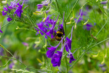 Wild Delphinium or Consolida Regalis, known as forking or rocket larkspur. Field larkspur is herbaceous, flowering plant of the buttercup family Ranunculaceae. Inflorescence with bright violet flowers