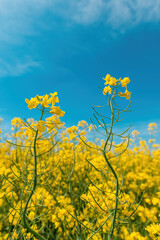 Canola or rapeseed crop is bright-yellow flowering plant cultivated mainly for its oil-rich seed