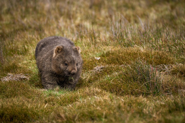 Wombat in the grass