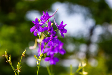 Wild Delphinium or Consolida Regalis, known as forking or rocket larkspur. Field larkspur is herbaceous, flowering plant of the buttercup family Ranunculaceae. Inflorescence with bright violet flowers