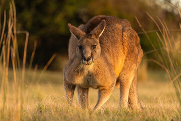 kangaroo eating grass