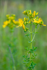 Fototapeta na wymiar close-up of the yellow blossoms of Hypericum perforatum, a herbal medicine