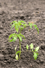 Small green tomato plant in garden, homegrown produce concept