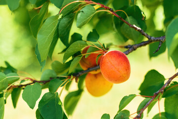 Ripe apricot fruit in organic orchard