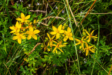close-up of the yellow blossoms of Hypericum perforatum, a herbal medicine