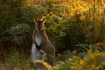 kangaroo in the grass
