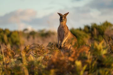 Foto op Aluminium kangaroo in the wild © NATHAN WHITE IMAGES