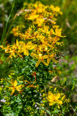 close-up of the yellow blossoms of Hypericum perforatum, a herbal medicine