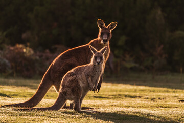 kangaroo and young