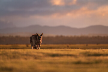 Kangaroo in a field at sunset