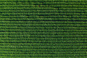 Top view of green soybean plantation field from drone pov