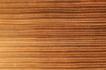 Abstract agricultural background, top view aerial shot of harvested wheat stubble field from drone pov