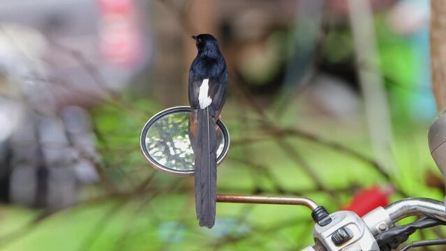 White-rumped Shama Copsychus malabricus perching on a rear-view mirror of a motorcycle parked inside a National park in Thailand, switching from its front and back side.