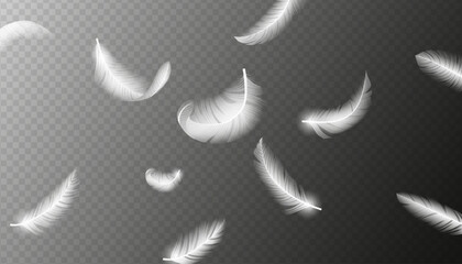 Fototapeta na wymiar Realistic feathers. White bird falling feather isolated. Realistic 3d vector illustration of falling dove feathers texture or elegant soft plume backdrop