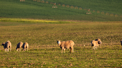 Sheep in a field of yellow flowers.