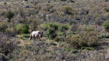 A black rhino in the distance at Karoo National Park.