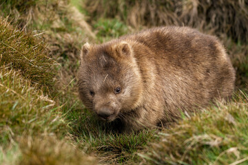 Wombat in the grass