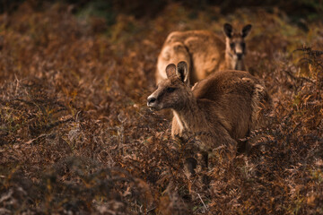 Two Kangaroos in grass