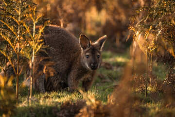 kangaroo in the grass