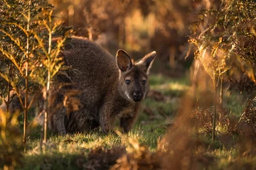 Raamstickers kangaroo in the grass © NATHAN WHITE IMAGES