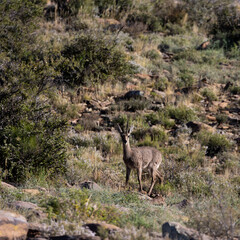 Naklejka na ściany i meble A curious male mountain reedbuck in Karoo National Park.