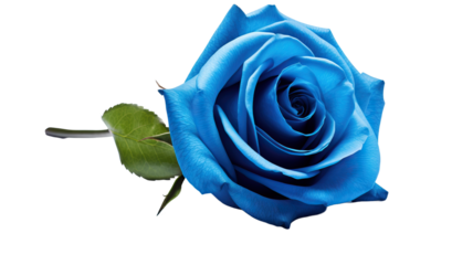 Single blue rose isolated on white background