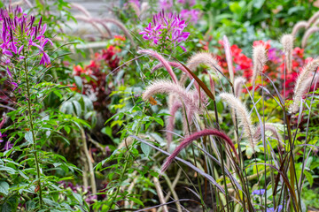 flowers in the garden