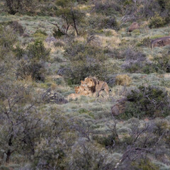 A lion pride in Karoo National Park