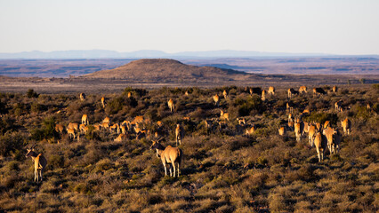 A large herd of eland gathering during the golden hour in Karoo National Park.