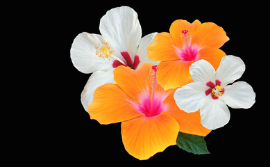 Closeup of collage white orange hibiscus flower blossom blooming isolated on black background, stock photo, spring summer flower, three plants