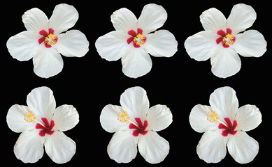 Top view of collage set white color hibiscus flower blossom blooming isolated on black background, stock photo, spring summer flower, three plants