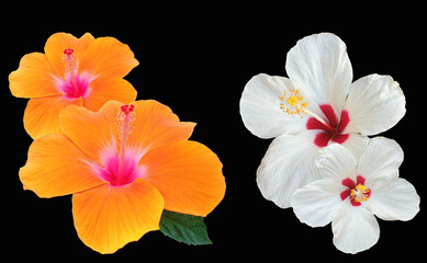 Closeup of collage white orange hibiscus flower blossom blooming isolated on black background, stock photo, spring summer flower, three plants