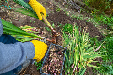 Garden pruning shears are yellow. Hands with gloves. Bulb of gladioli without soil