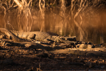 Freshwater Crocodiles at the waters edge