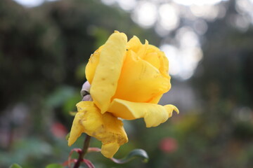 Yellow Flower