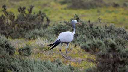 Blue crane in west coast national park