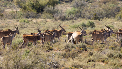 Naklejka na ściany i meble A large herd of eland antelopes in gaterhing Karoo National Park.