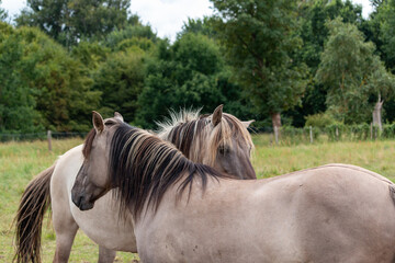 Two Konik horses standing close together