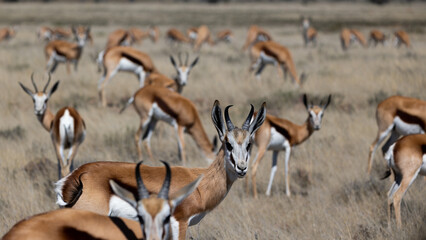 Herd of springbok in Mountain Zebra National Park. - obrazy, fototapety, plakaty