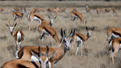 Foto auf Glas Herd of springbok in Mountain Zebra National Park. © Jurgens