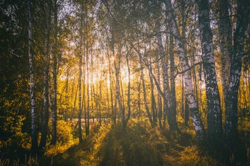Selbstklebende Fototapete Birkenhain Birch grove with golden leaves in golden autumn, illuminated by the sun at sunset or dawn. Aesthetics of vintage film.