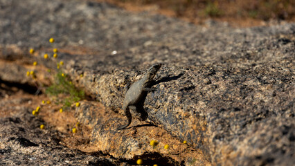 Karoo Gridled lizard in the Namaqua National Park on the West Coast of South Africa