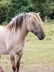 Obraz premium Portrait of a Konik horse