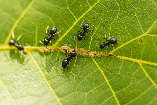 black ants with aphids on a green leaf.