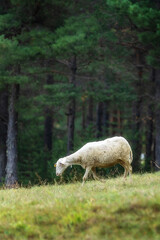 Obraz na płótnie Canvas Sheep in a meadow on green grass, flock grazing in a hill near forest